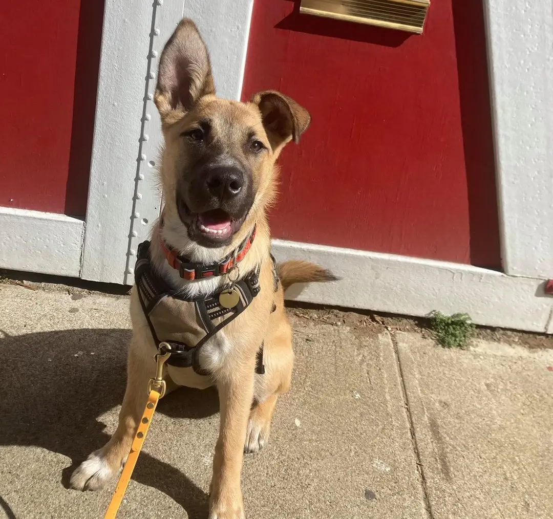 Shepherd puppy by a red door