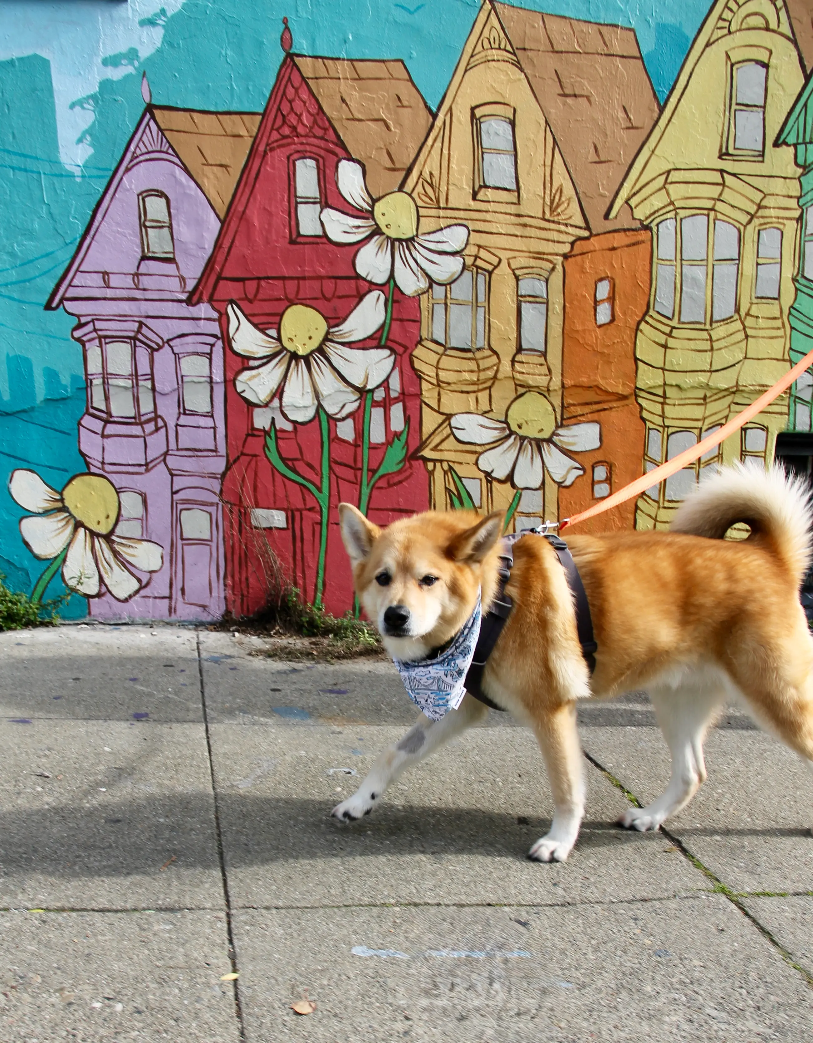 Shiba Inu walking past a colorful mural in San Francisco