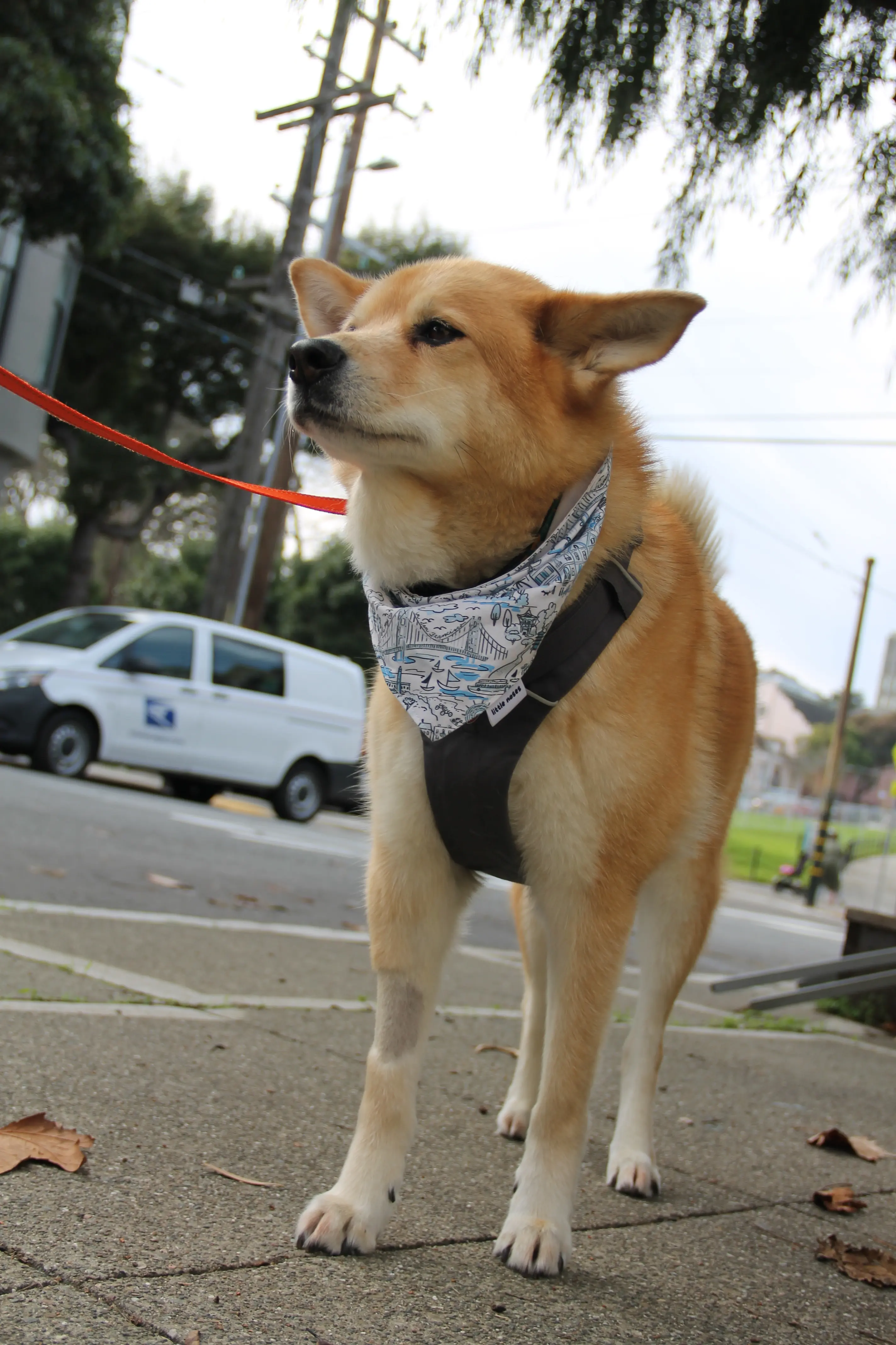 Shiba Inu standing alert with bandana