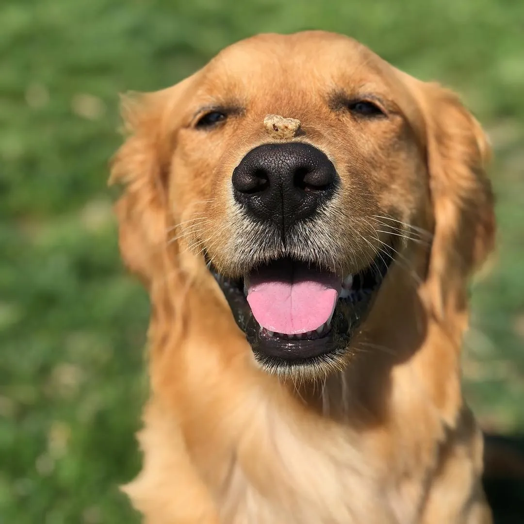 Golden retriever balancing a treat on its nose during training