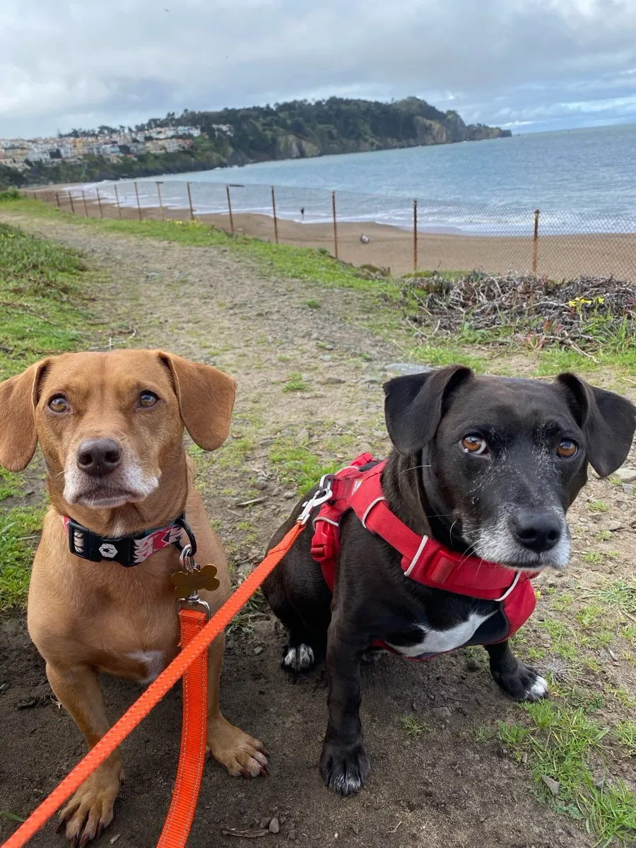 Two small dogs on a San Francisco coastal trail walk