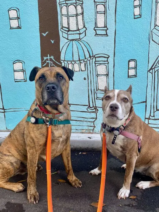 Two dogs posing at a San Francisco mural