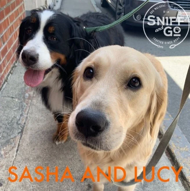 Dog on a private leash walk through Duboce Triangle, San Francisco