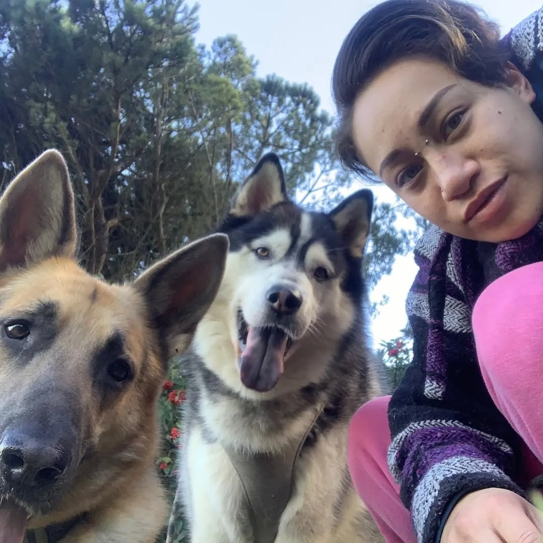 Sniff and Go walker with a German Shepherd and Husky during a private walk