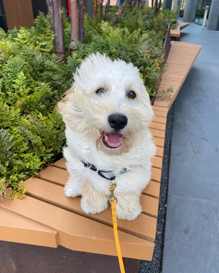 White doodle puppy on a bench by ferns